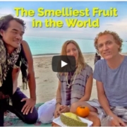 Julie Jewels Bertrand of Shine Your Light, Kom Thongtan of Green Leaf Cafe, Jim Kellett from Living Overseas.TV eating Durian Fruit, the smelliest Fruit in the world on Zen Beach in Koh Phangan, Thailand.