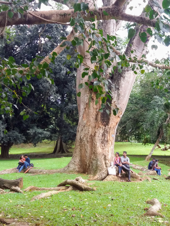 Peradeniya Botanic Gardens Kandy