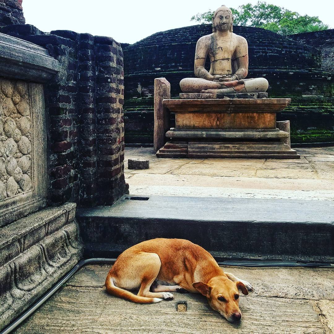 Temple dog at polonnaruwa sri lanka julie jewels bertrand